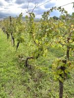 Blick in die Weinfelder