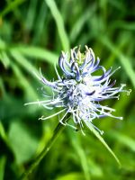 Ährige Teufelskralle in Plitvice