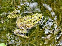 Froschkonzert im Krka Nationalpark