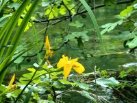 Üppiges Grün wie im Dschungel im Krka Nationalpark