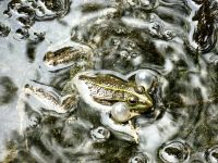 Frosch mit aufgeblasenen Backen, Krka Nationalpark