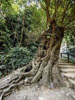 Über 400 Jahre alter Maulbeerbaum im Krka Nationalpark