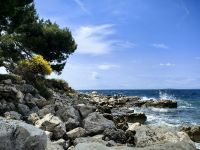 Der Ginster blüht, Insel Rab