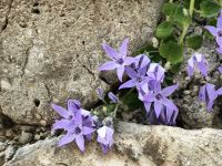 Die Glockenblumen wachsen in Rab aus den Mauerritzen
