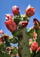 Die Oppuntien blühen in Rab