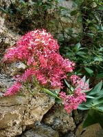 Rote Spornblume an den Altstadtmauern von Rab