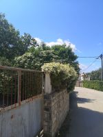 Duftender Jasmin am Mauer - die Strassen von Petrcani