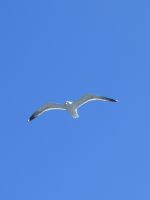 .... und unser Begleiter........