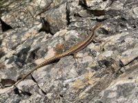 Tag 3 - Plitwitzer Seen