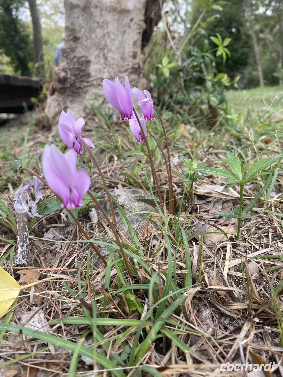 Krka Nationalpark Alpenveilchen
