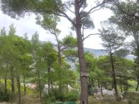 Aleppokiefern/Wanderung Tucepi - Makarska/Kroatien