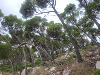Aleppokiefern/Wanderung Tucepi - Makarska/Kroatien