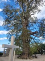 Trsteno Platane/Kroatien