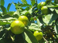 Mandarinenbäume/Sucuraj/Insel Hvar/Kroatien