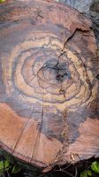 20260516_9 Rose im Baum.jpg &ndash; &copy; Michael Rass (Eberhardt TRAVEL)