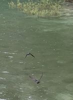 20260516_17 Schwalben auf der Jagd.jpg &ndash; &copy; Michael Rass (Eberhardt TRAVEL)