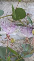 20260522_7 Kapernblüte.jpg &ndash; &copy; Michael Rass (Eberhardt TRAVEL)