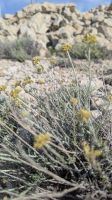 20260523_1 Strohblumen oder Currykraut.jpg &ndash; &copy; Michael Rass (Eberhardt TRAVEL)