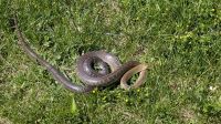 20260523_5 Aeskulapnatter.jpg &ndash; &copy; Michael Rass (Eberhardt TRAVEL)