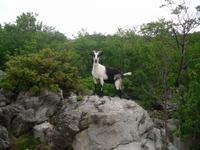 am Mali Alan mit Ziege