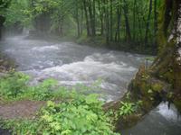 am Fluss Kupa in Zeleni Vir