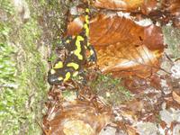 Feuersalamander
