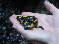 Mittag im Zeleni Vir