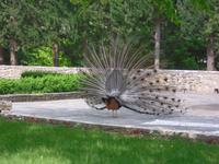 Pfau auf der Insel Visovac