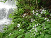 grandiose Natur im Zeleni Vir