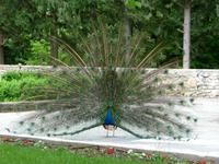 Pfau auf der Insel Visovac