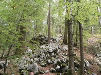 im Park Suma Golubinjak