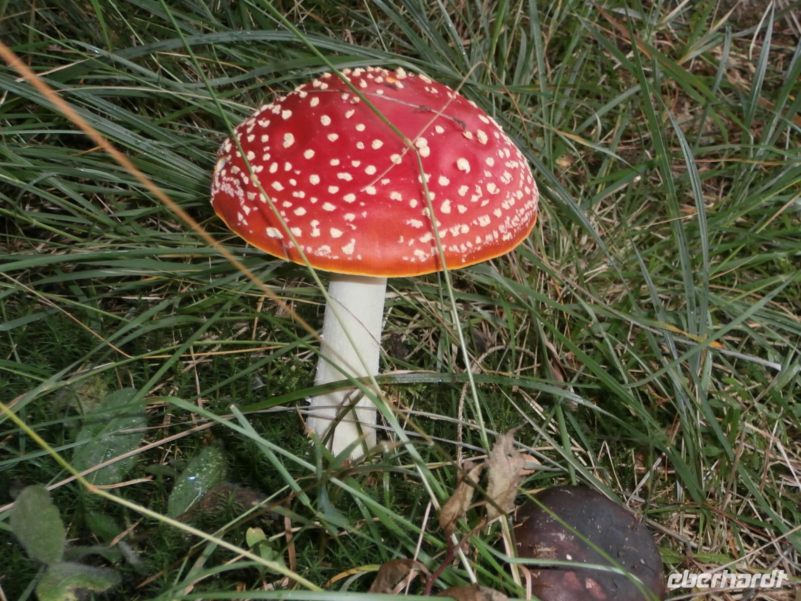 Pilze im Park Suma Golubinjak