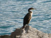 Opatija &ndash; &copy; Kerstin Hugel (Eberhardt TRAVEL)