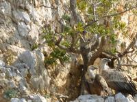 Weißkopfadler &ndash; &copy; Kerstin Hugel (Eberhardt TRAVEL)