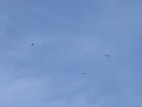 Weißkopfadler &ndash; &copy; Kerstin Hugel (Eberhardt TRAVEL)