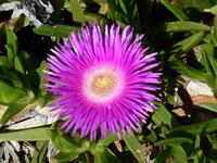 Mittagsblume in Orebic