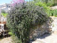 Insel Sipan - Rosmarinstrauch