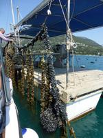 Austern und Muschelzucht