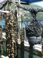 Austern und Muschelzucht