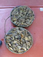 Austern frisch aus dem Meer