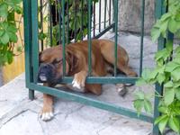 Wachhund bei Familie Novacik