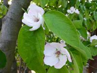 Quittenblüten