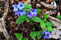 060 NP Plitvicer Seen