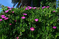 142 Mediteraner Frühling