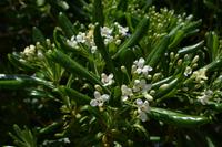 240 Rab_Chinesischer Klebsamen