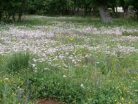 Natur in Micanoci Dvori