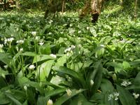 Bärlauch im Gebiet  Zeleni Vir