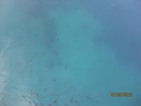 IMG_3195 Unser Abendessen