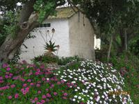 IMG_3222 Blütenpracht wohin das Auge reicht