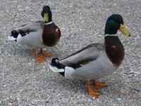 Entenparade im NTP Risnjak